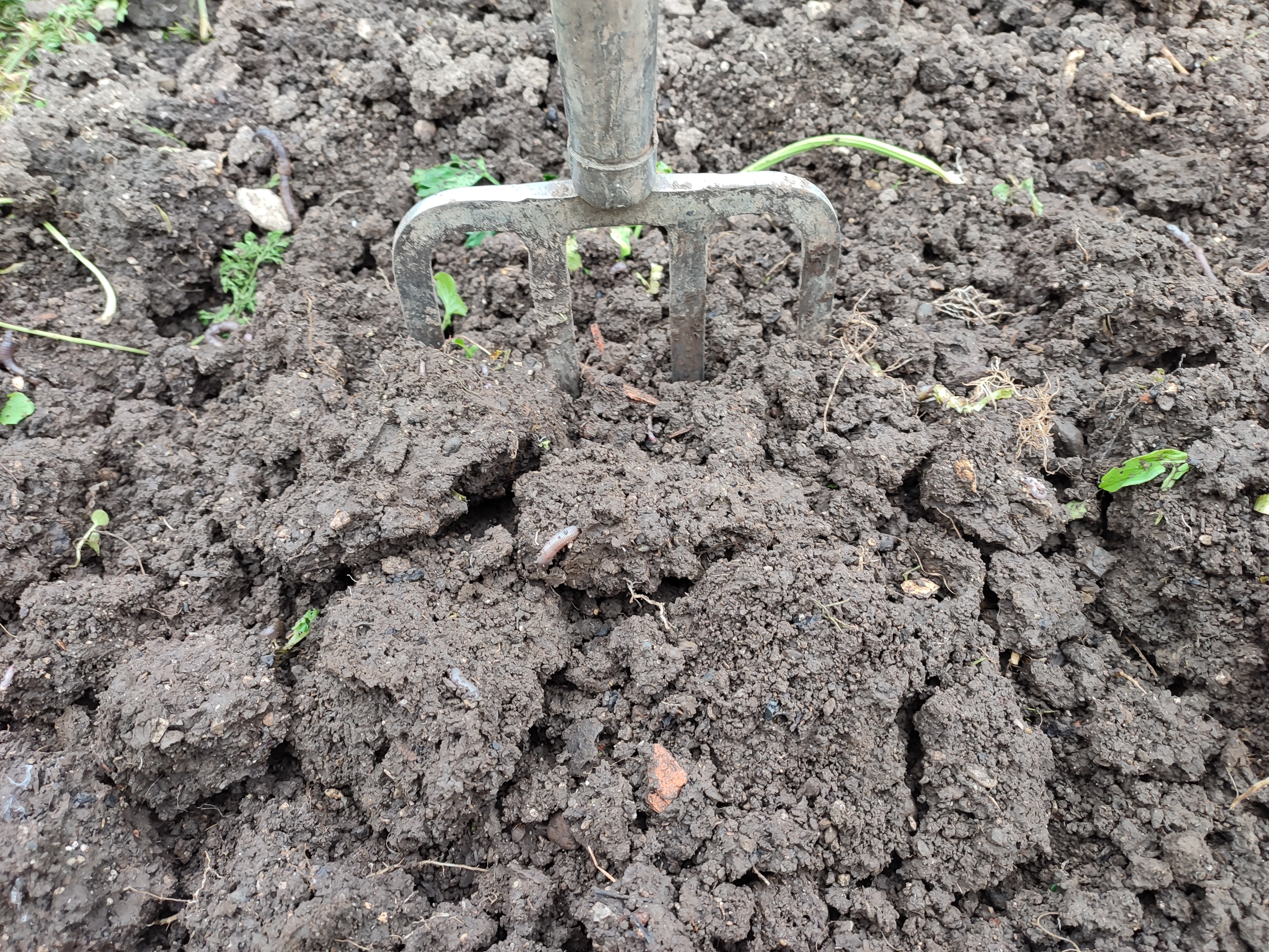 Boden umgegraben mit Grabgabel