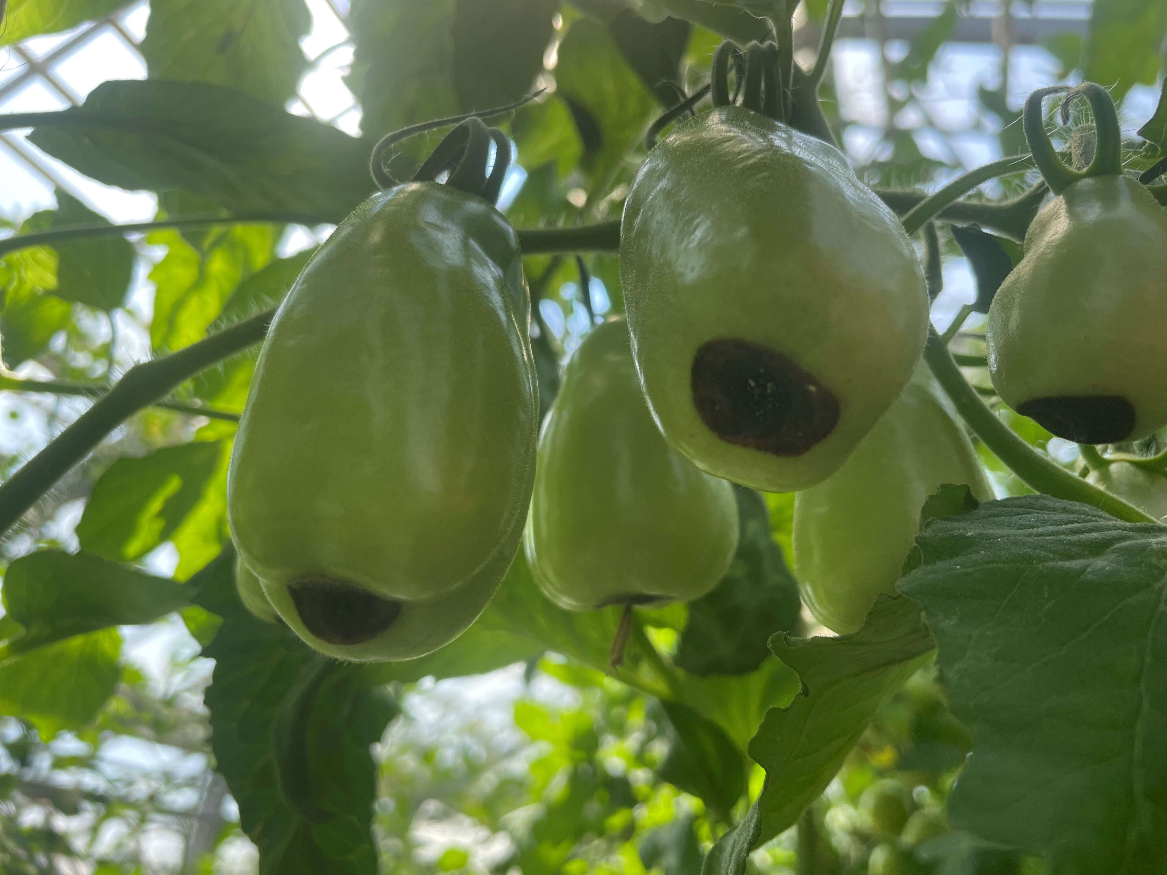 Schadbild Bluetenendfaeule Tomaten
