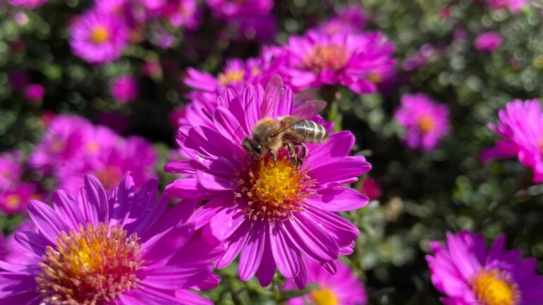 Aster Kassel mit Biene stai