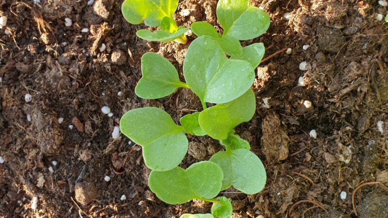 3 Radieschen vor dem ausduennen