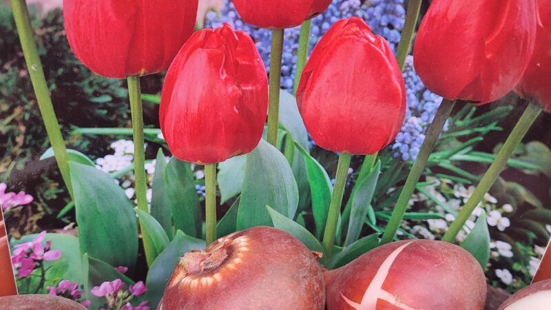 3 Tulpenzwiebeln