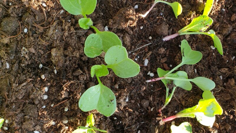 4 Radieschen ausduennen