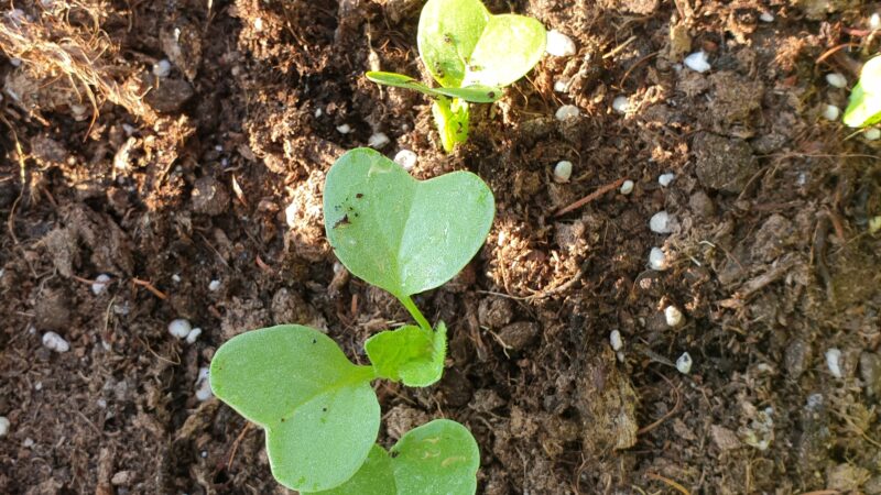 5 Radieschen nach dem ausduennen