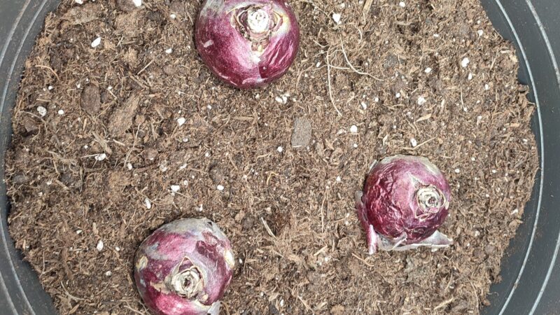 7 Hyazinthenzwiebel im Topf verteilt