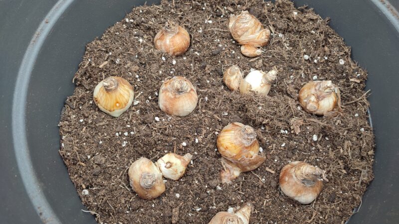 9 Osterglocken klein im Topf verteilt