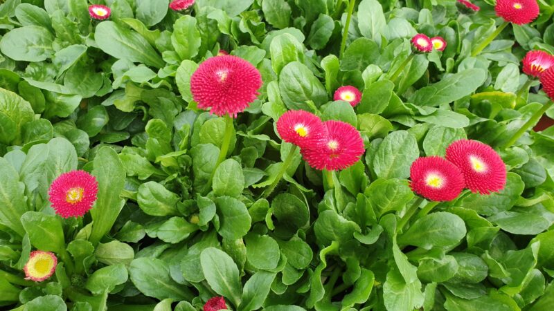 Bellis rot