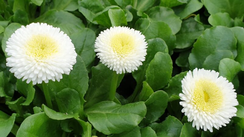Bellis weiss