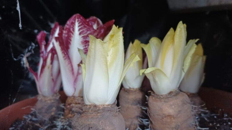 Chicoree angetrieben rot und weiss