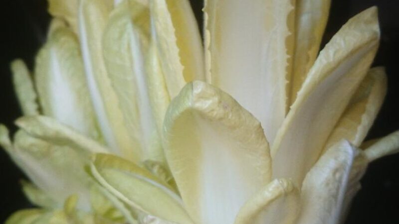 Chicoree angetrieben