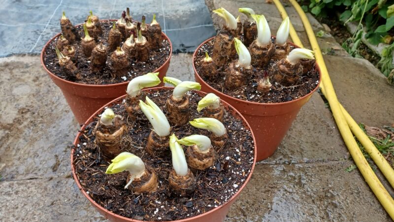 Chicoree bereit zum antreiben