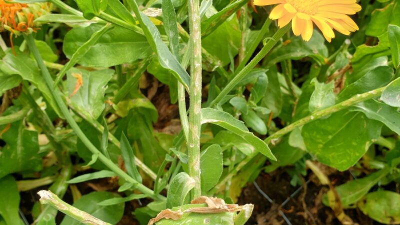 Hagelschaden an Ringelblumen