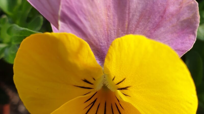 Hornveilchen Einzelbluete