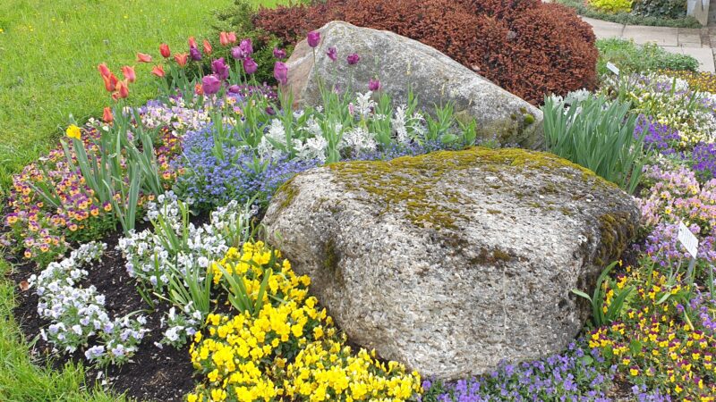 Hornveilchen nach Fruehlingsputz