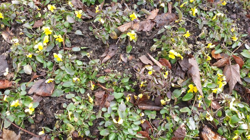 Hornveilchen vor Fruehlingsputz 1