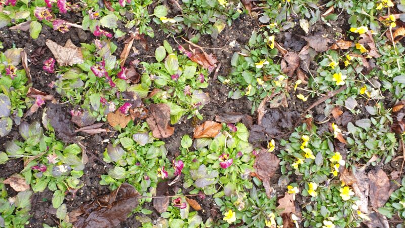 Hornveilchen vor Fruehlingsputz 2