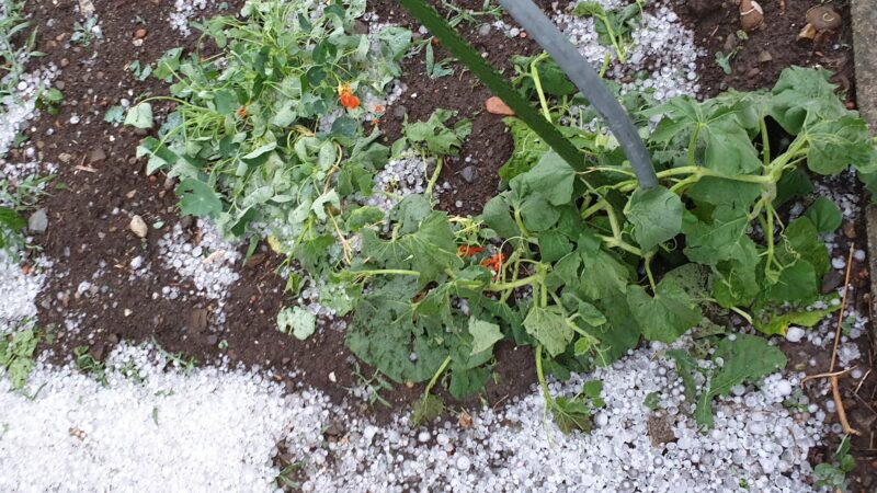 Kapuzinerkresse nach Hagel