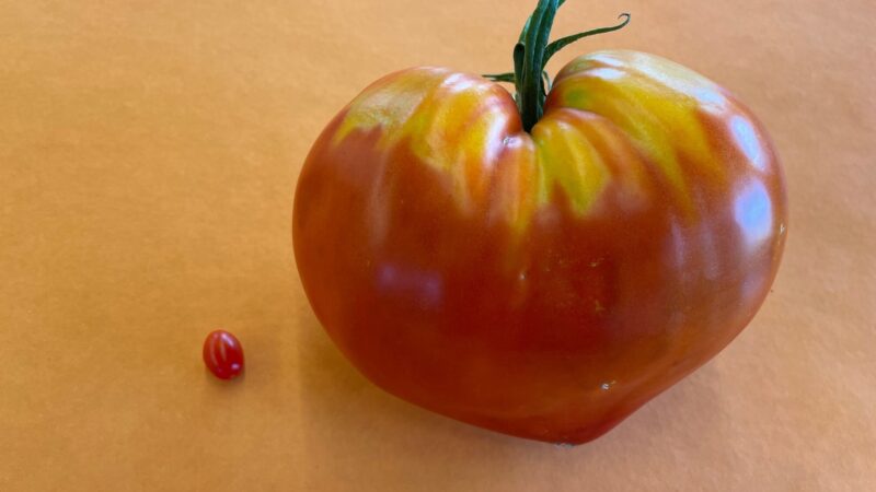 Kleinste und Groesste Tomate stai