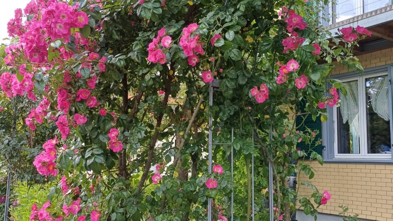 Kletterrose