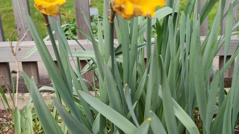 Osterglocke verblueht