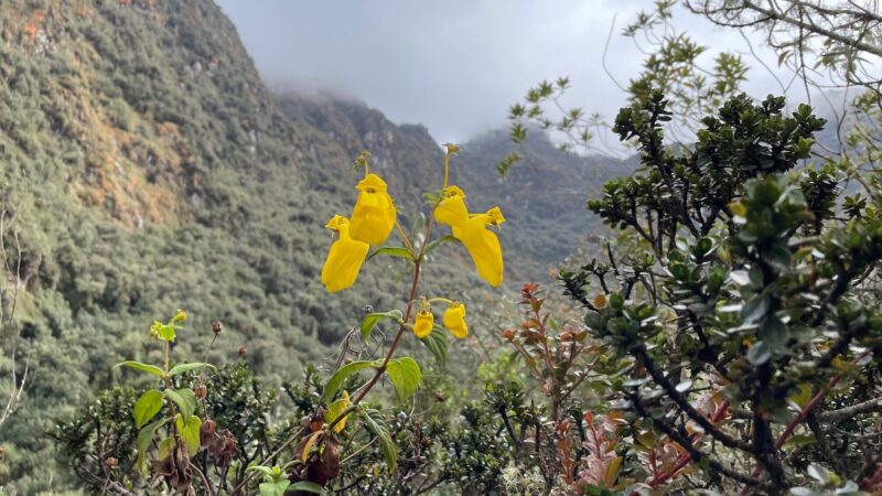 Pantoffelblume Naturstandort Anden Peru