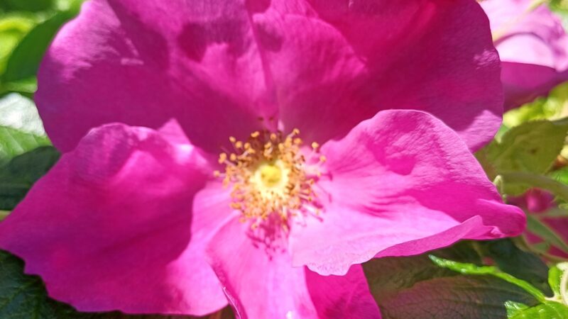 Rosa rugosa fuer Hagebutten