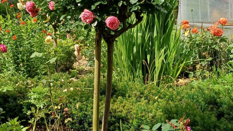 Rosenbaeumchen