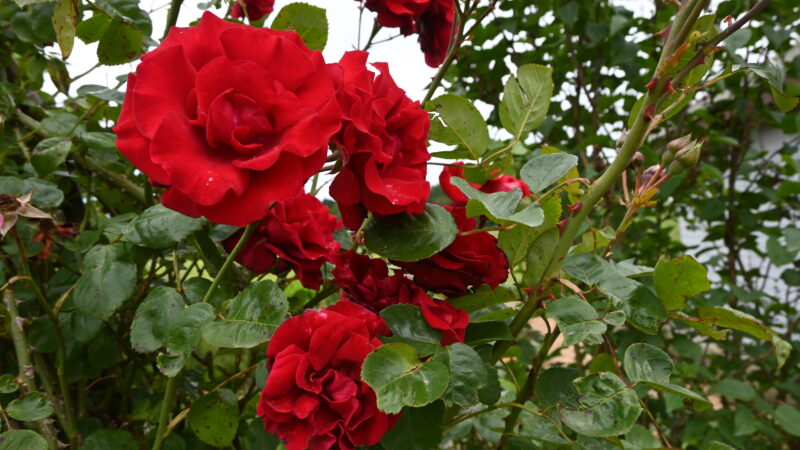 Rot wie die Liebe