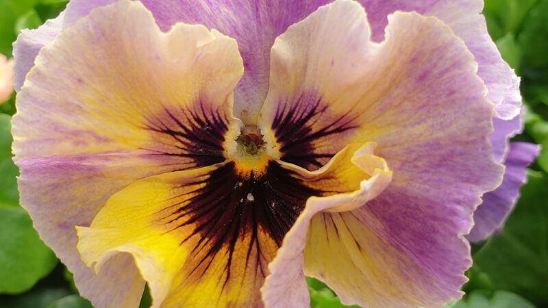 Stiefmuetterchen mehrfarbig