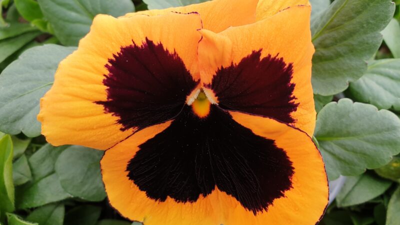 Stiefmuetterchen orange