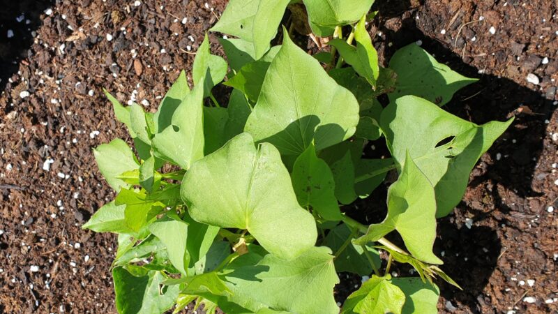 Suesskartoffel 2 Wochen nach Hagel mit neuen Blaettern