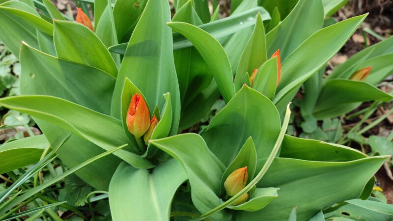 Topftulpe ausgepflanzt