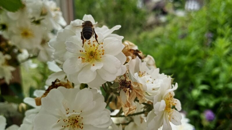 Weisse Schoenheit