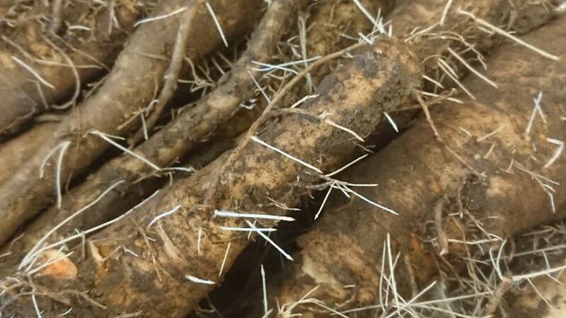 Wurzeln zum Antreiben DSC 4370