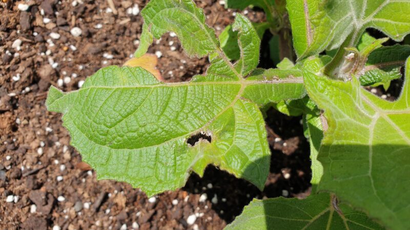 Zerfetzte Blaetter an Yacon 2 Wochen nach Hagel