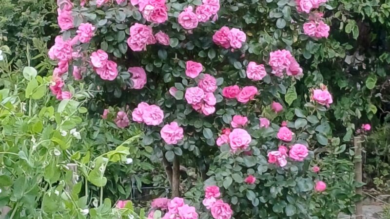 Lieblich duftende Strauchrose
