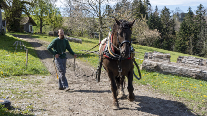 Pferde Niedermuhlern wibe 27 04 2024 13