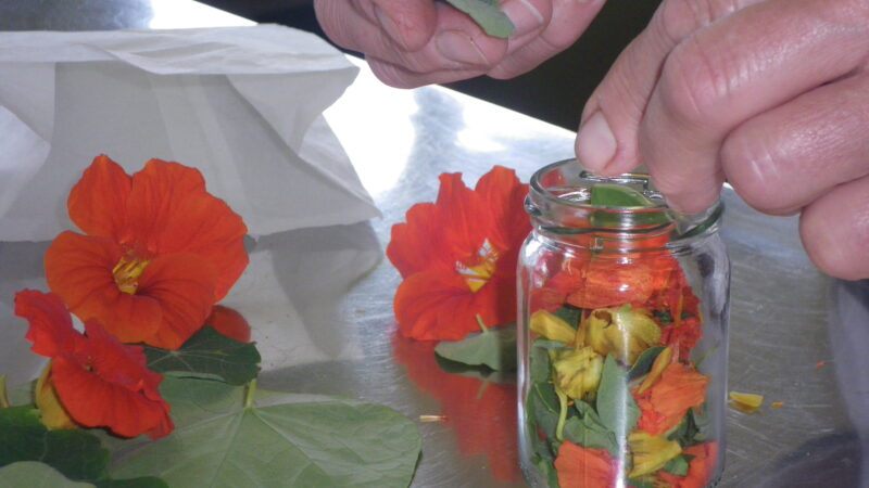 Kraeuter Seminar Verarbeiten von Heilpflanzen Kapuzinerkresse Tinktur ansetzen budm