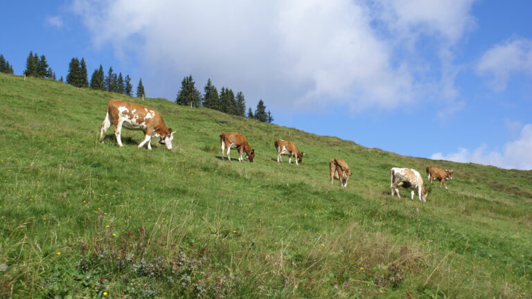 Kuehe auf Alp Burgfeld