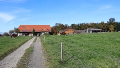 Strasse Weg zu Hof Weide Waldhof zoue IN 26 10 2017