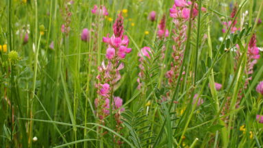 Naturwiese Blume Esparsette MOBA 2022