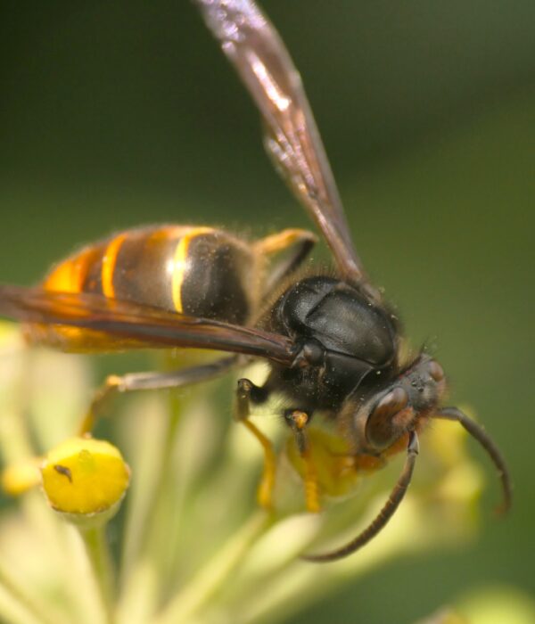 Efeu trimstein therese wenger okt24