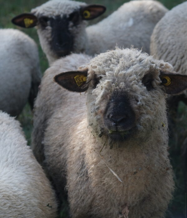 Schafe auf Weide wida 05 09 2022