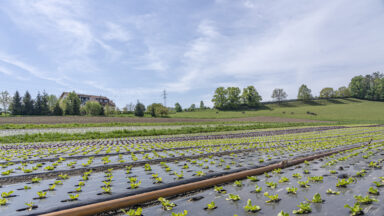 20220429 Benjamin Wiedmer Fraeschels INFORAMA LWB BIO Gemueseanbau 32