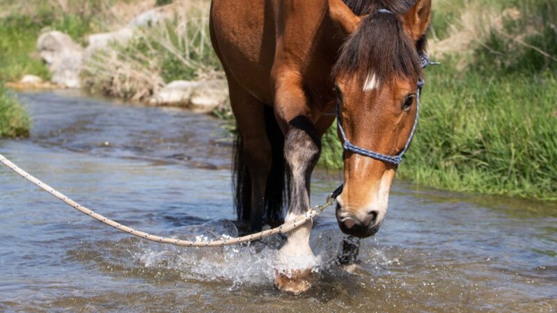 Pferd im Wasser