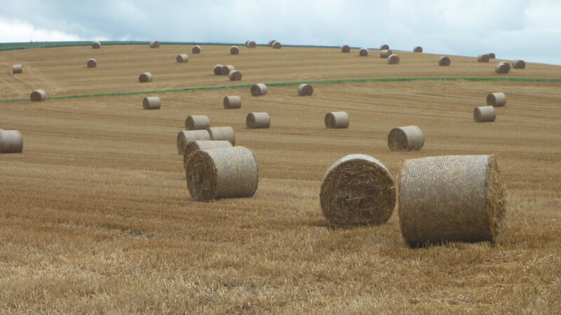 Strohballen auf Feld 07 08 2013 20